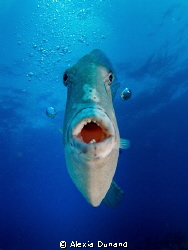 This is MY place, go away! Triggerfish, Los Lobos, Canary... by Alexia Dunand 